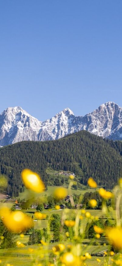 Blühender Blick auf den Dachstein | © Michael Simonlehner Blühender Blick auf den Dachstein | © Michael Simonlehner