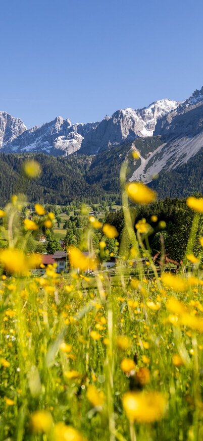 Blühender Blick auf den Dachstein | © Michael Simonlehner Blühender Blick auf den Dachstein | © Michael Simonlehner